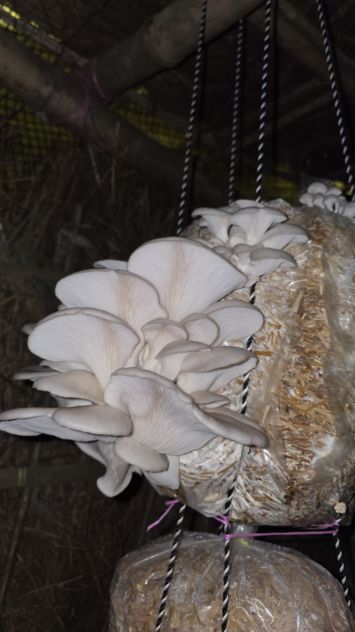 Close up of fresh oyster mushroom cluster