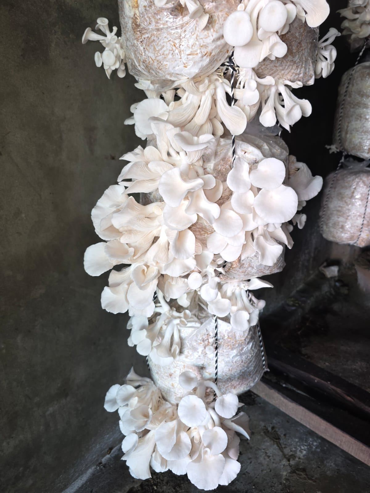 Cluster of fresh oyster mushrooms hanging in the growing room